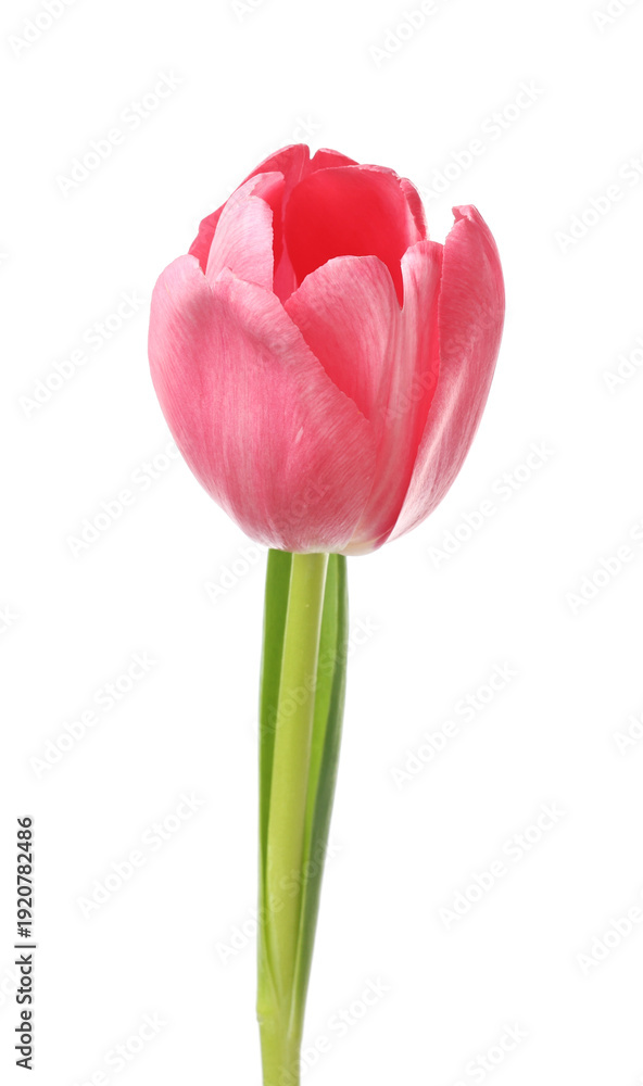 Fototapeta premium Beautiful one pink tulip isolated on white