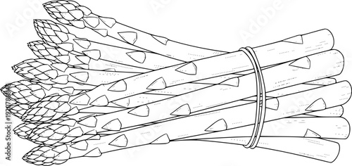 Fresh asparagus vegetable bunch for healthy organic cooking and vegetarian diet nourishment – Black and White Vector Illustration