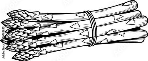 Fresh asparagus vegetable bunch for healthy organic cooking and vegetarian diet nourishment – Black and White Vector Illustration