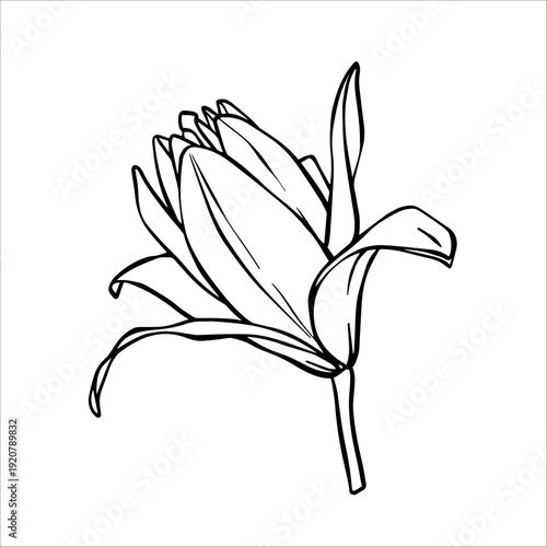 Vector Lilies illustration. Flower arrangement drawing in line art style. Botanical sketch Lily painted by black inks. Hand Drawn Bouquet of Lilies. Graphics element outline of Flower EPS10