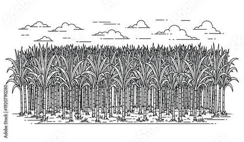 Black and white illustration of a dense palm tree forest under a cloudy sky