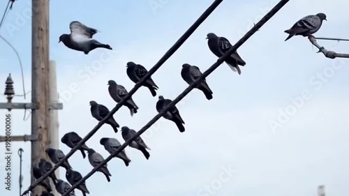 Birds sitting on power lines outside.