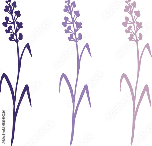 Wildflower Silhouette, Hand Drawn Botanical Line Art Vector