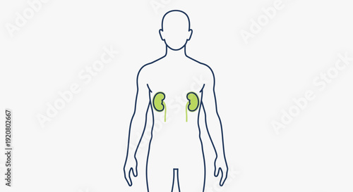On World Kidney Day, a simple illustration highlights the human kidney location within the body.