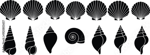 Seashell silhouette vector illustration, marine mollusk shell collection, ocean nature graphics, black and white drawing - flat vector illustration