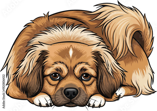 Tibetan Spaniel Dog lying down relaxed resting illustration