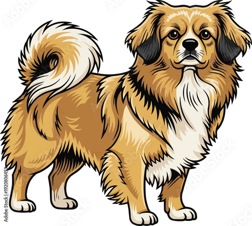 Tibetan Spaniel Dog standing alert attentive facing front illustration
