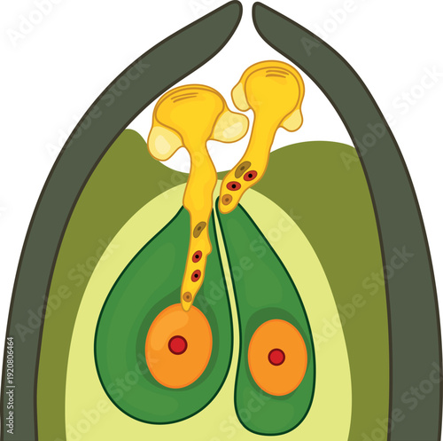 Fertilization in spruce. Pollen tube growth in gymnosperms