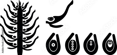 Black silhouette of formation of the female gametophyte in spruce. Sexual process in spruce from the microspore mother cell to the female gametophyte with two archegonia.