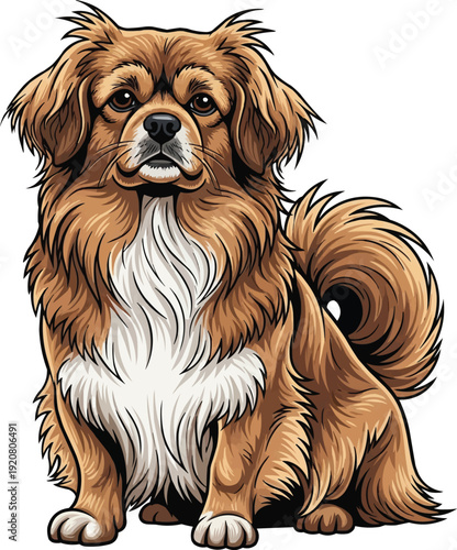 Tibetan Spaniel Dog sitting alert attentive facing front illustration