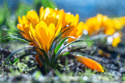 Bright yellow crocus flowers close up in spring garden