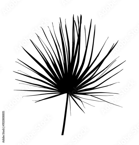 palm leaf isolated on white background