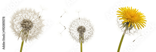 Set of Dandelion Flower and Seed Head PNG, Realistic Yellow Bloom and White Fluffy Dandelion Clipart on Transparent Background PNG