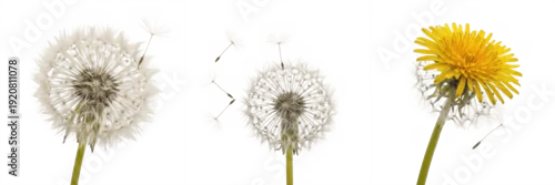 Panel kuchenny z motywem Set of Dandelion Flower and Seed Head PNG, Realistic Yellow Bloom and White Fluffy Dandelion Clipart on Transparent Background PNG
