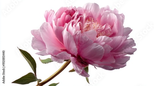 A pink peony flower shows its full petals with green leaves attached. The flower stands out against a white background highlighting its shape and color.