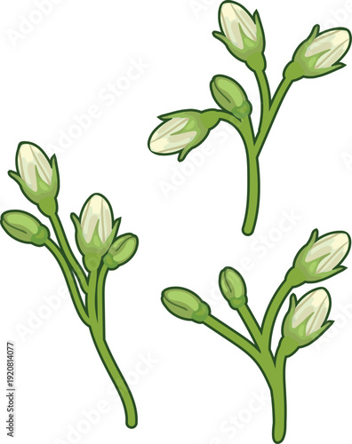 Set of flower buds of white potato flowers isolated on white background