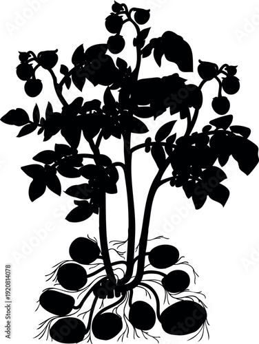 Black silhouette of potato plant with tubers and fruitts isolated on white background