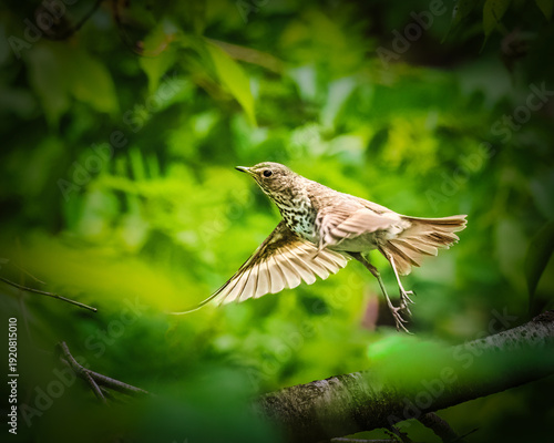 Obraz na plátně Song Thrush in Mid-Flight Amid Greenery