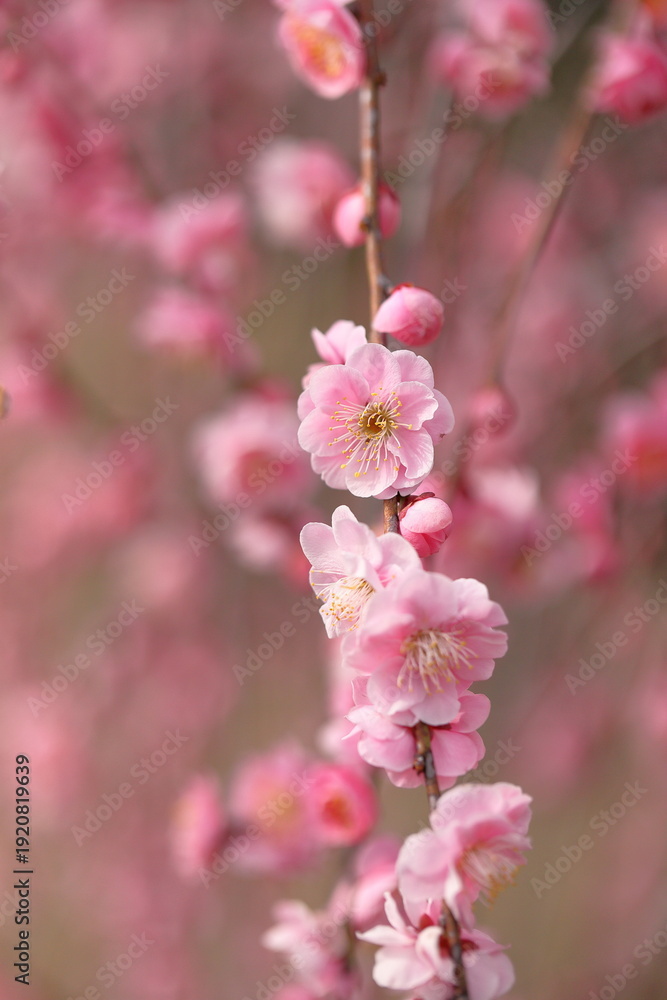 Obraz premium 日本の梅園の梅