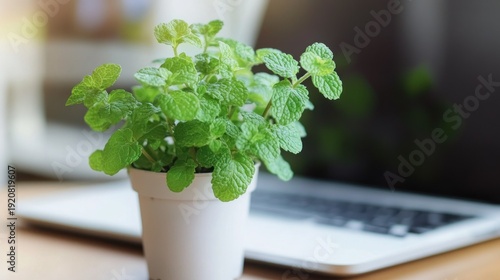 Fresh mint plant in a white pot.