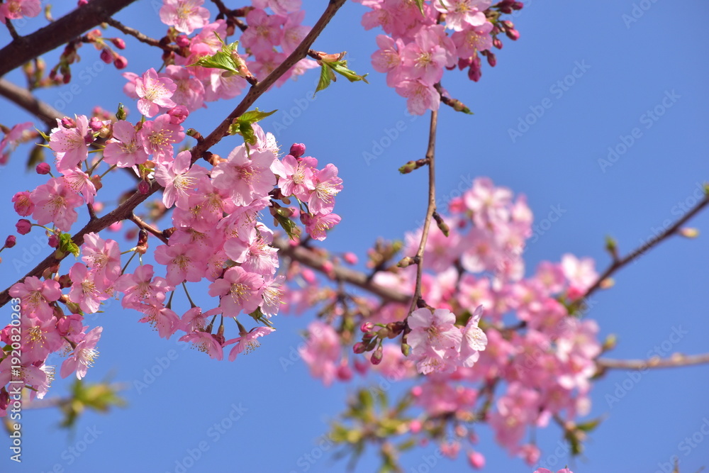 Fototapeta premium 桜 春 岡山 中国地方