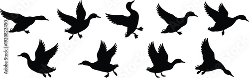 Collection of flying duck silhouettes isolated on white background, black waterfowl vector illustrations in various wing positions for wildlife design