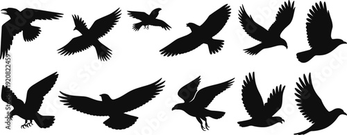 Collection of flying eagle silhouettes isolated on white background, black bird of prey vector illustrations in various wing positions for wildlife design