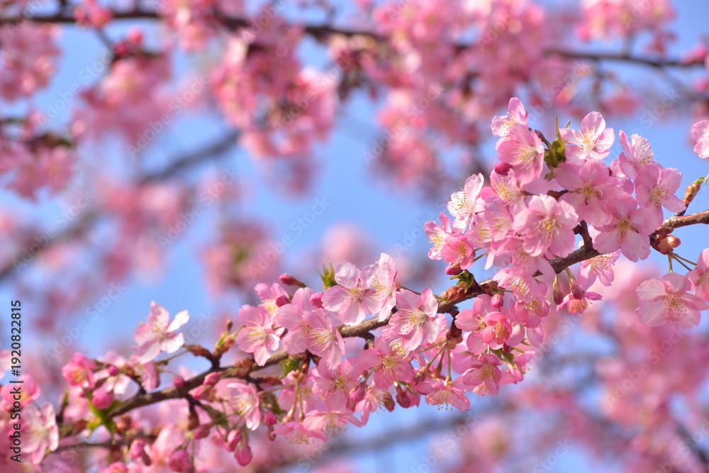 Obraz premium 桜 春 岡山 中国地方