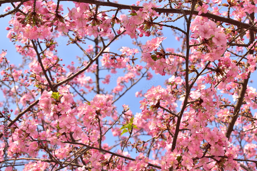 Fototapeta premium 桜 春 岡山 中国地方