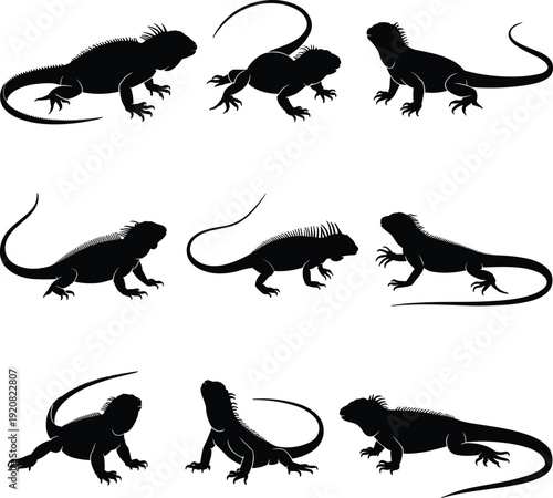 Collection of iguana lizard silhouettes isolated on white background, black reptile vector illustrations in various crawling and standing poses