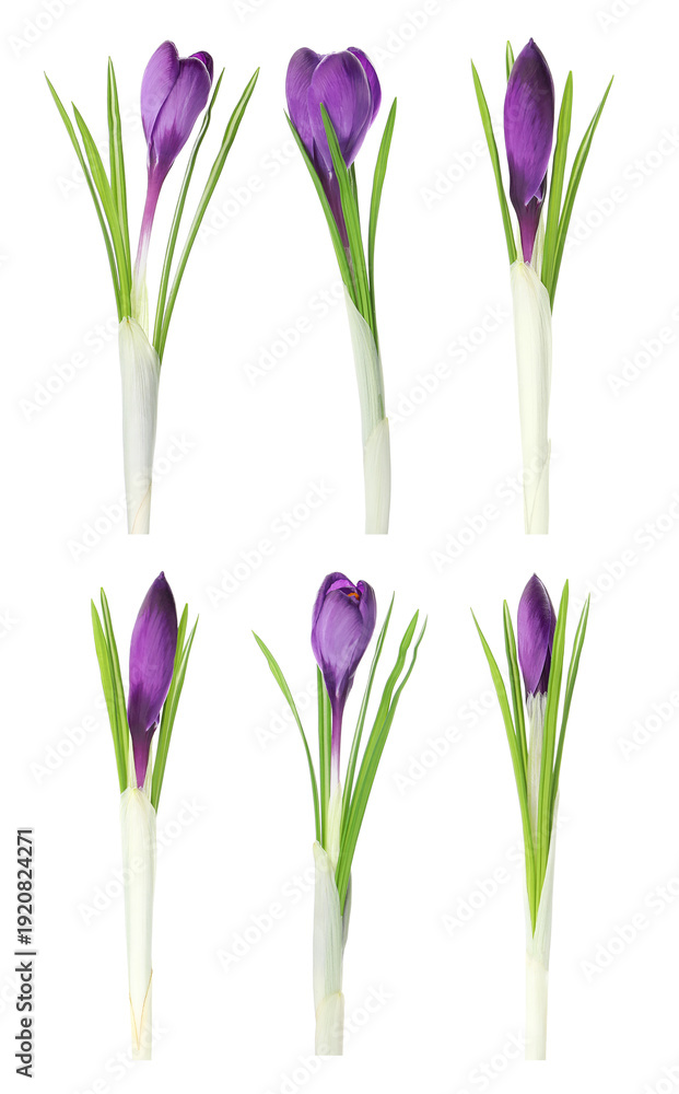 Fototapeta premium Purple crocus flowers isolated on white, set