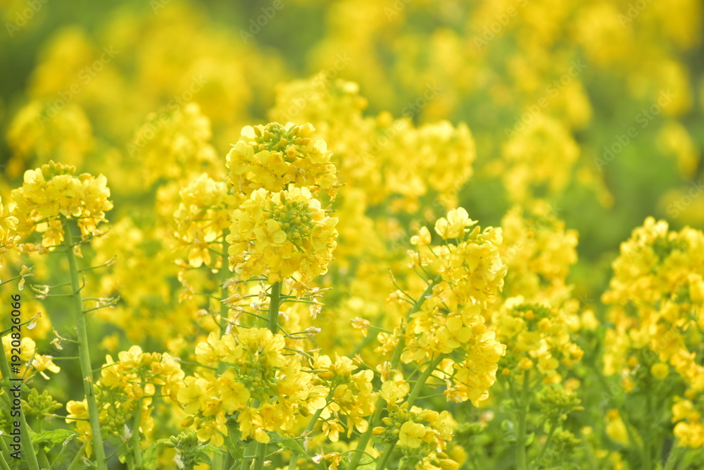 Fototapeta premium 菜の花 岡山 笠岡ベイファーム