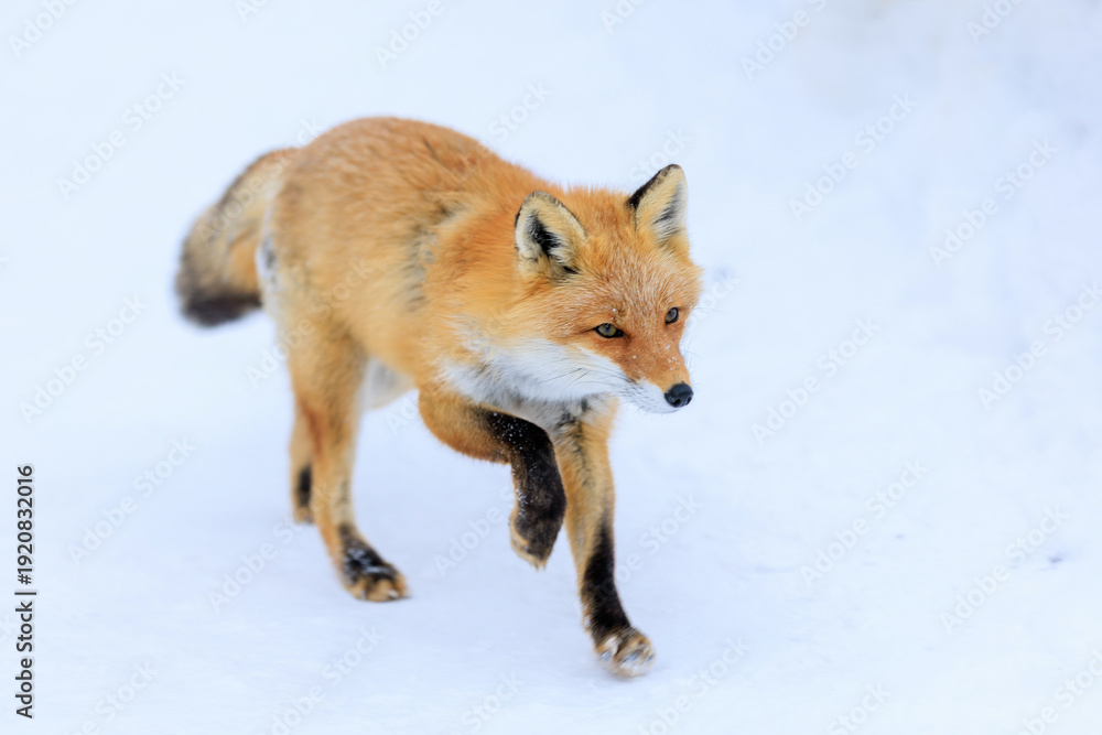 Obraz premium キタキツネ