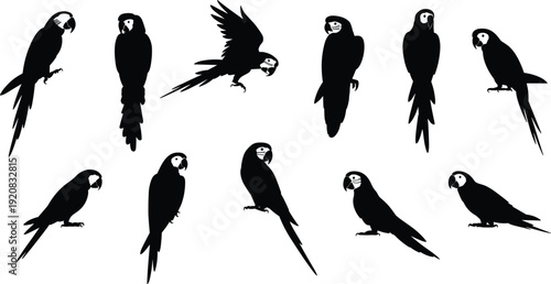Parrot silhouettes collection, flat vector illustration, tropical birds macaw cockatoo wildlife animal poses design elements icon branding print web poster