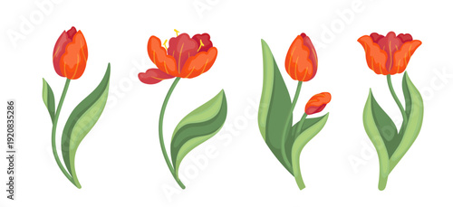 A collection of spring flowers: red tulips. Vector botanical elements.