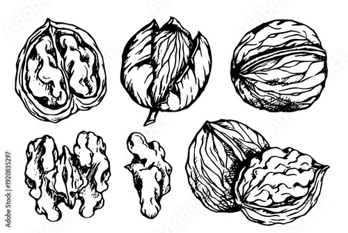 A collection of walnut sketches. Vector graphics.