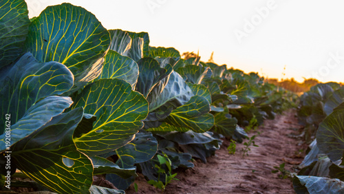 Photos Cabbage plants grow in rows under evening light
