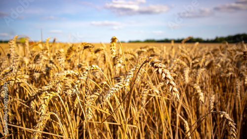Wheat plants grow tall and golden in a field during daytime
