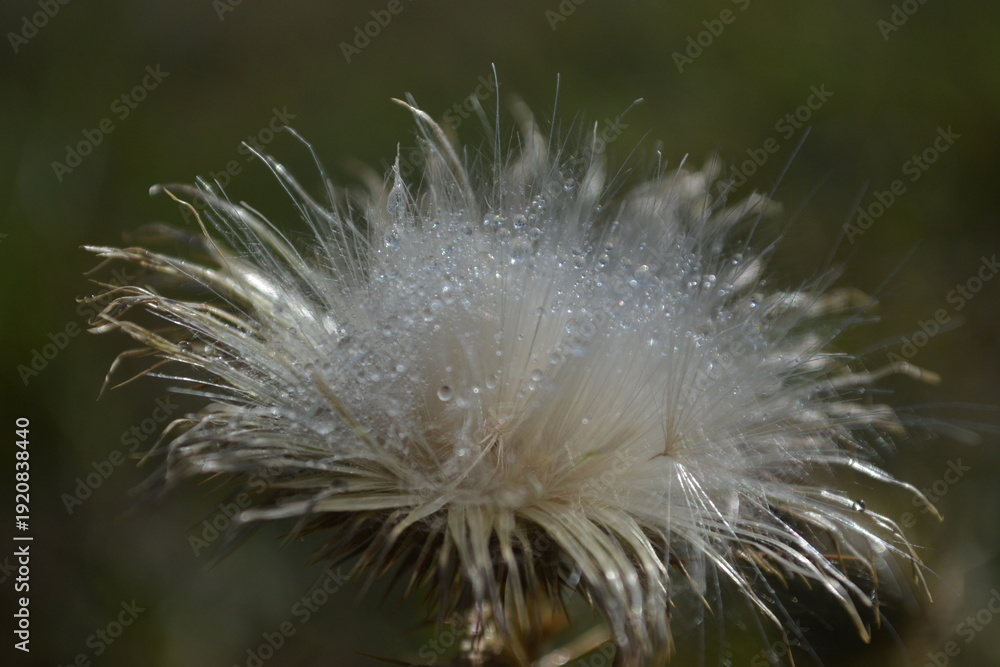 Obraz premium Dew-kissed Thistle Seed Head with Water Droplets.