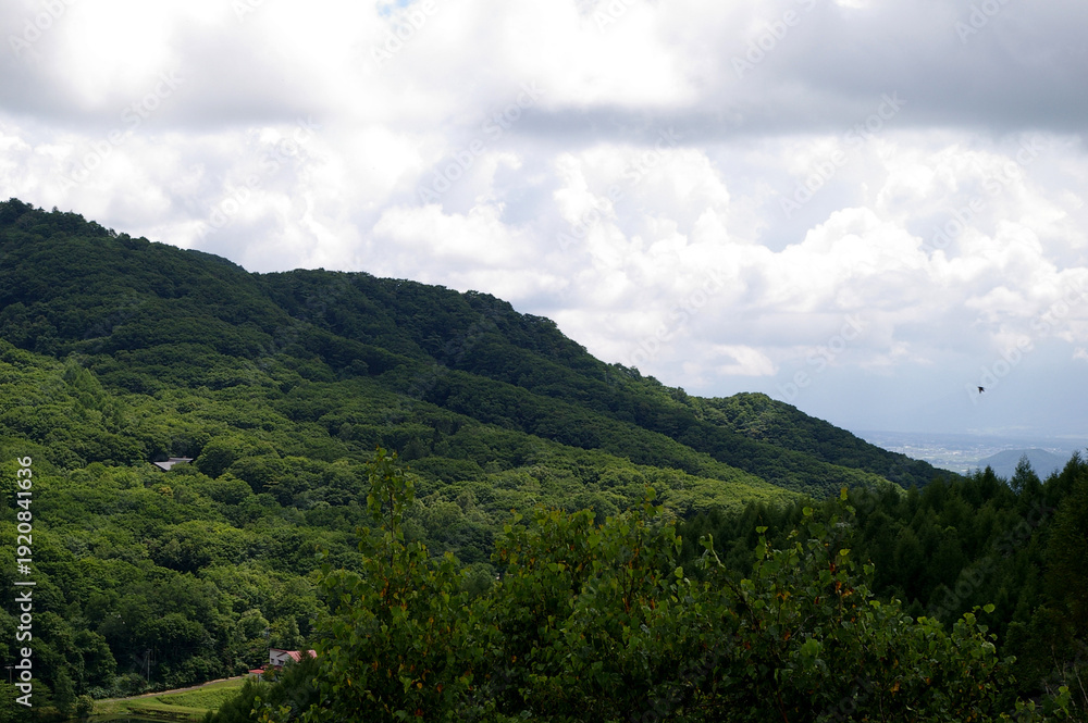 Obraz premium Expansive Green Mountain Forest Under Dramatic Cloudy Sky, Serene Summer Landscape Panorama