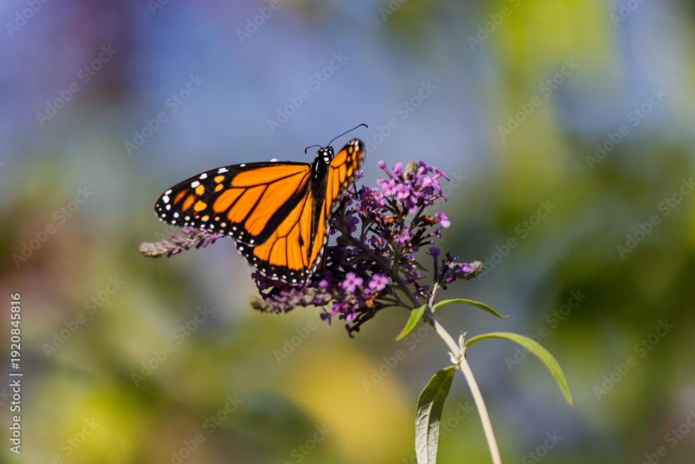 Fototapeta premium Monarch butterfly (Danaus plexippus) gathering fuel for its fall migration on a vibrant purple wildflower in Southern Ontario, Canada