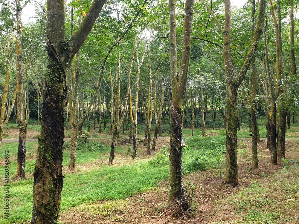 Naklejka premium Greenery aerial view of rubber tree park at outdoor with blurred background. Argiculture panorama videography concept design. Industrial tree. Horizontal footage video.