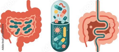 Microbiome Health Probiotic Capsules and Digestive System Anatomy Illustrated for Gut Health and Wellness Concepts