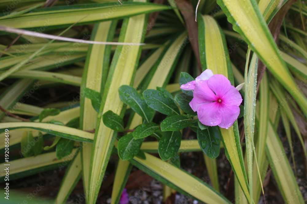 Fototapeta premium bright pink Madagascar periwinkle flower