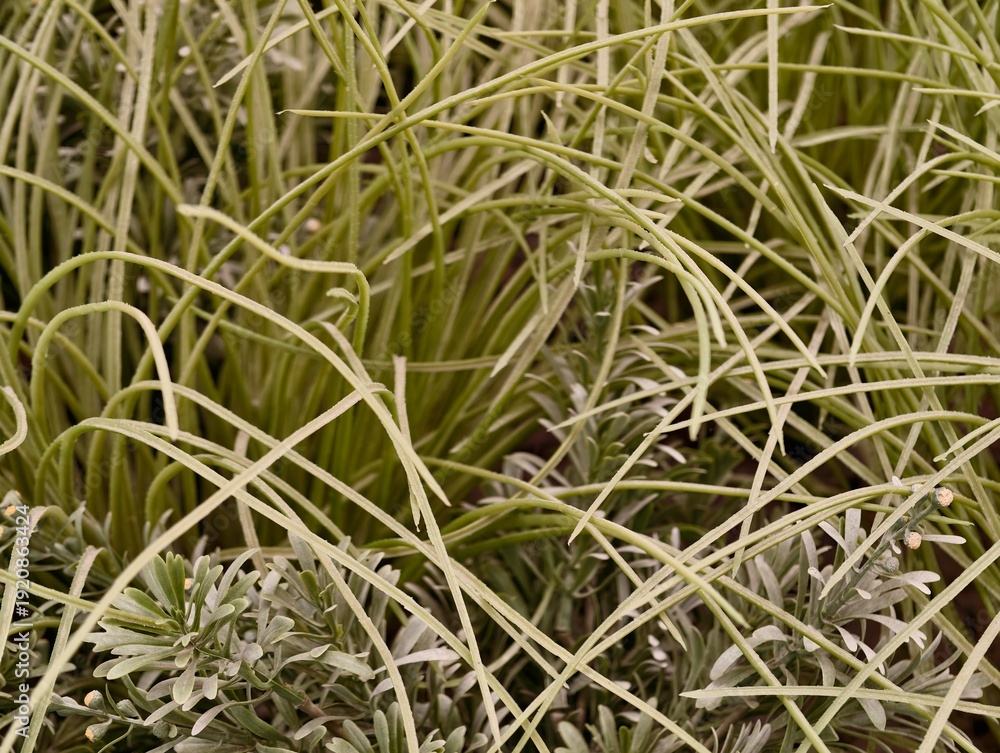 Obraz premium Allaround ornamental grass setups that beautify environments and withstand dry conditions effectively
