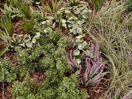 Droughtresistant plant assembly. Resilient green and purple urban landscape with pollinator benefits