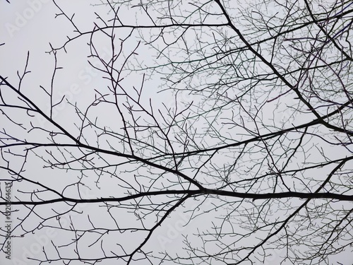 Minimalist photograph featuring leafless branches with somber overcast background for design projects