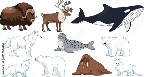 Arctic and Northern Animals Cartoon Set with Polar Bear Walrus Seal Orca Reindeer and Musk Ox Vector Illustration