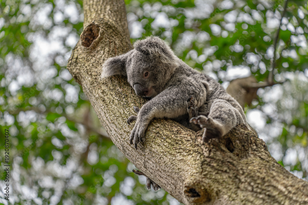 Fototapeta premium Australian koala with open eyes looking down while perched on a eucalyptus tree branch