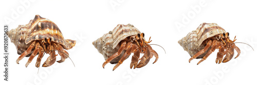 Photos Hermit crab isolated on white background, Paguroidea, marine hermit crab, underw